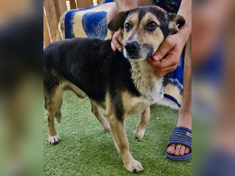 Muffin möchte aus dem Shelter geholt werden