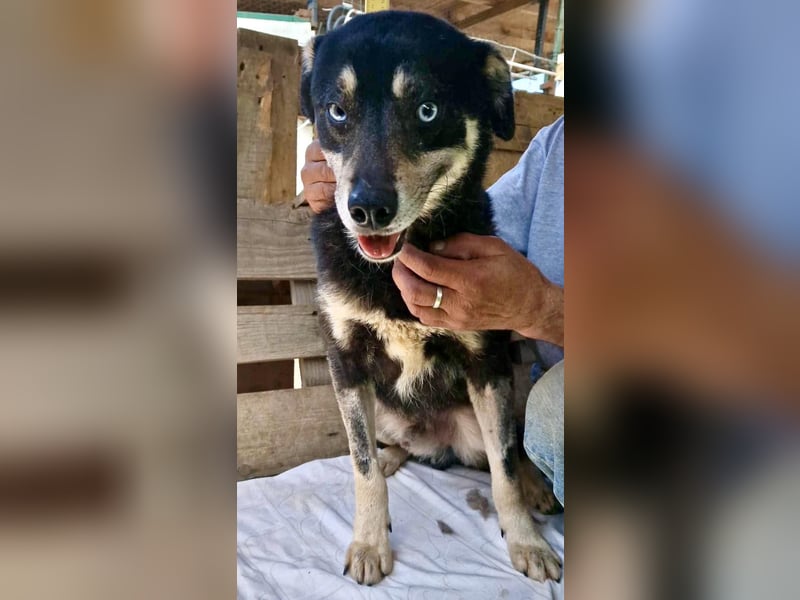 Verschmuster und verträglicher Moritz verlor sein Herrchen