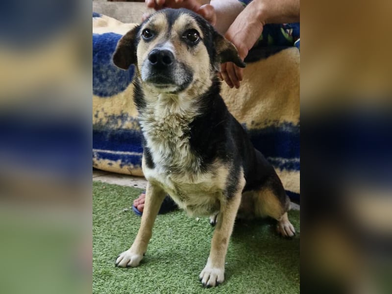 Muffin möchte aus dem Shelter geholt werden