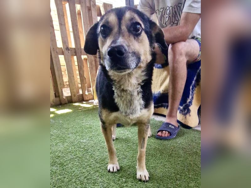Muffin möchte aus dem Shelter geholt werden