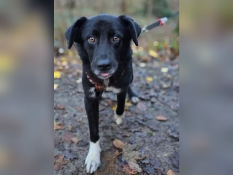 BENITO, Rüde, 3 Jahre, 57cm, Mischling, Tierschutz
