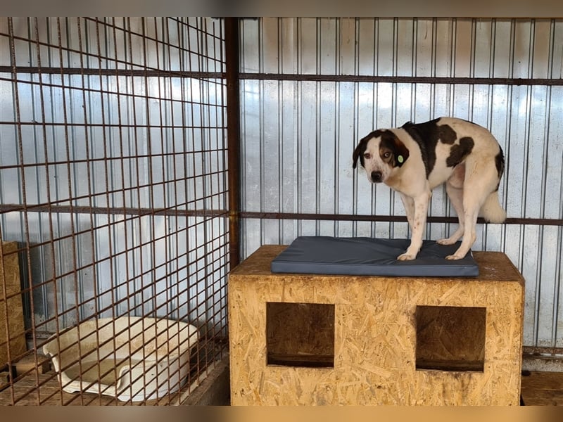 Jason, Verwandlung vom scheuen Hund zum  Traumjungen
