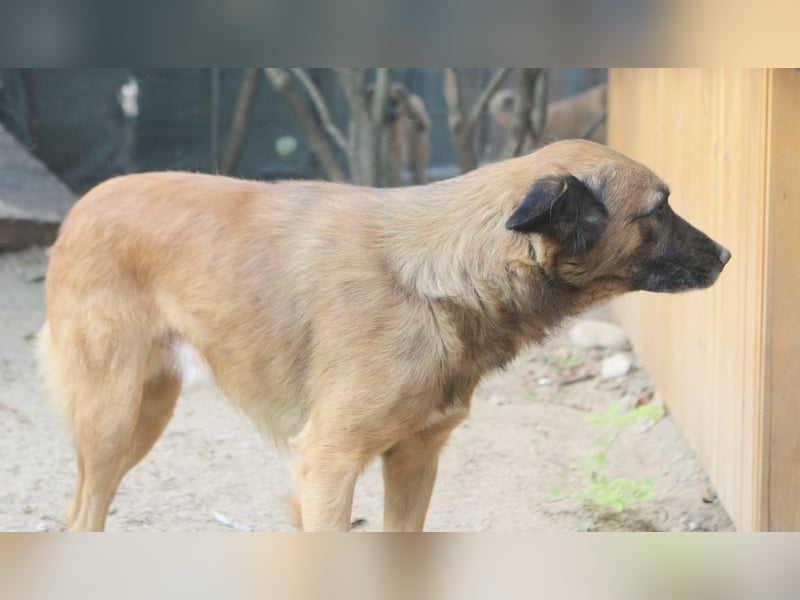 STEVE, Rüde, 9 Jahre, 53cm, Mischling, Tierschutz