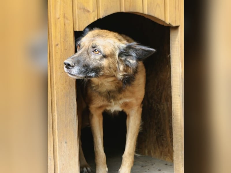 STEVE, Rüde, 9 Jahre, 53cm, Mischling, Tierschutz