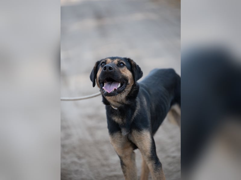 Traumhund sucht Zuhause!