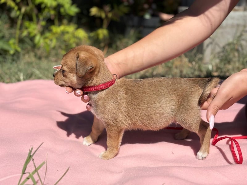 Vilmos - Muss er im Tierheim aufwachsen?