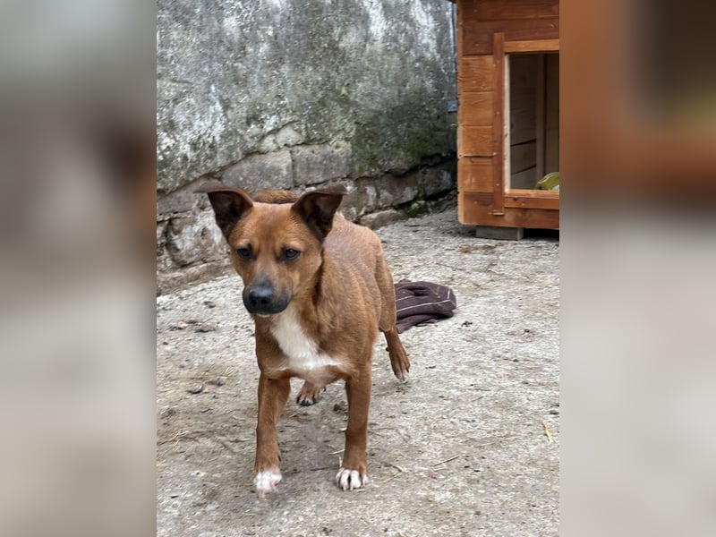 GIN, Rüde, 2 Jahre, 29 cm, Mischling, Tierschutz
