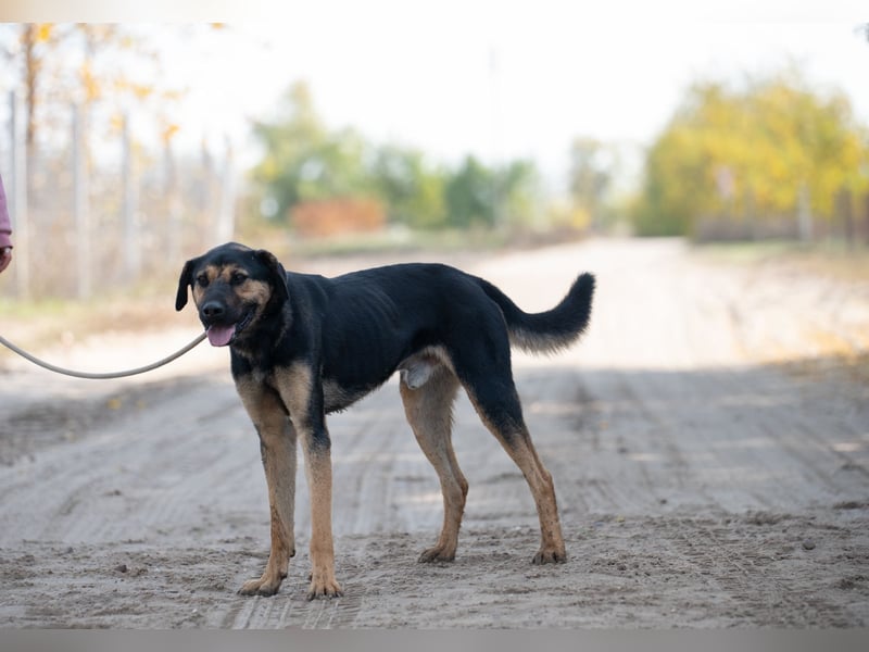 Traumhund sucht Zuhause!
