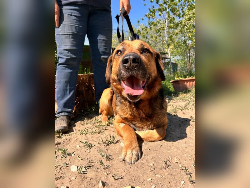 Gunvald unser Herzenshund