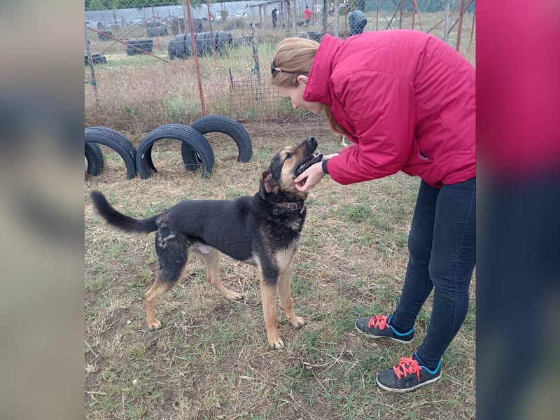Traumhund sucht Zuhause!