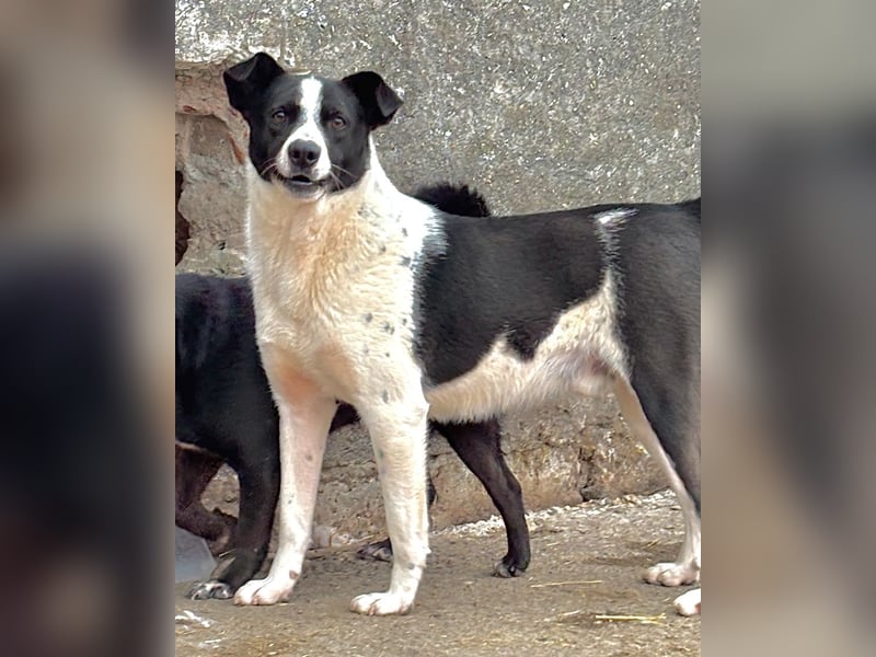 PANDA, Rüde, 3 Jahre, 45cm, Mischling, Tierschutz
