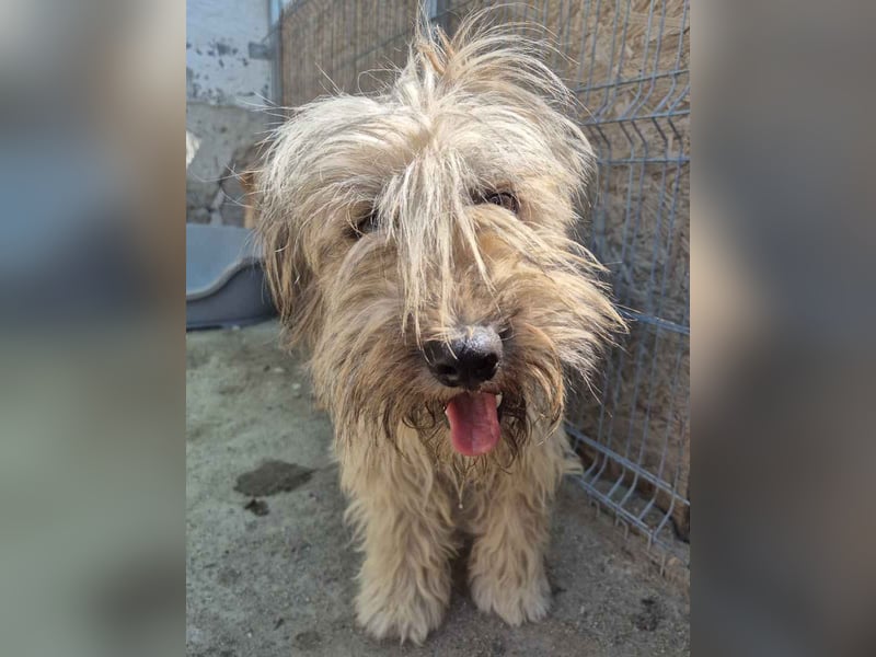 ALF, Rüde, 3,5 Jahre, 55cm, Mischling, Tierschutz