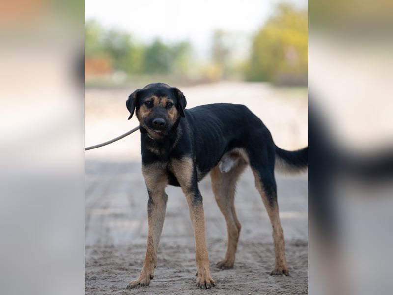 Traumhund sucht Zuhause!