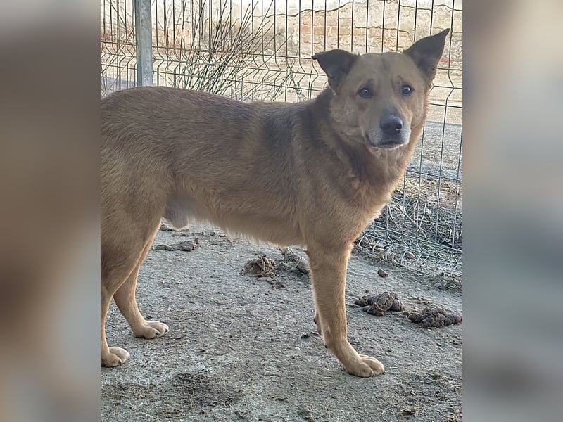 FEIVEL, Rüde, 3,5 Jahre, 46cm, Mischling, Tierschutz