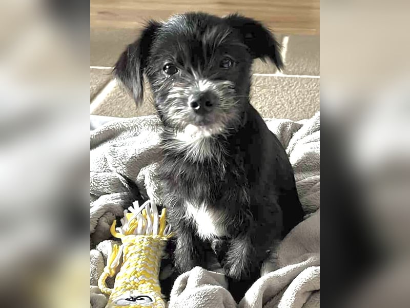 BONTO, Rüde, 5 Monate, aktuell 20cm, Bichon-Mix, Tierschutz