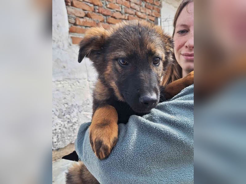 ⭐️ESPRIT⭐️, Rüde, 4 Monate, 41 cm, Mischling, Tierschutz