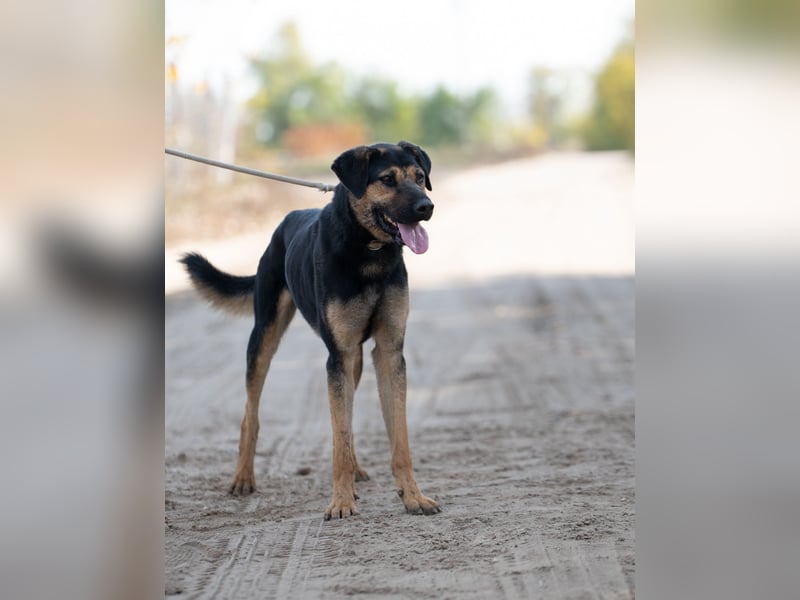 Traumhund sucht Zuhause!