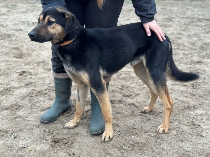 Traumhund sucht Zuhause!