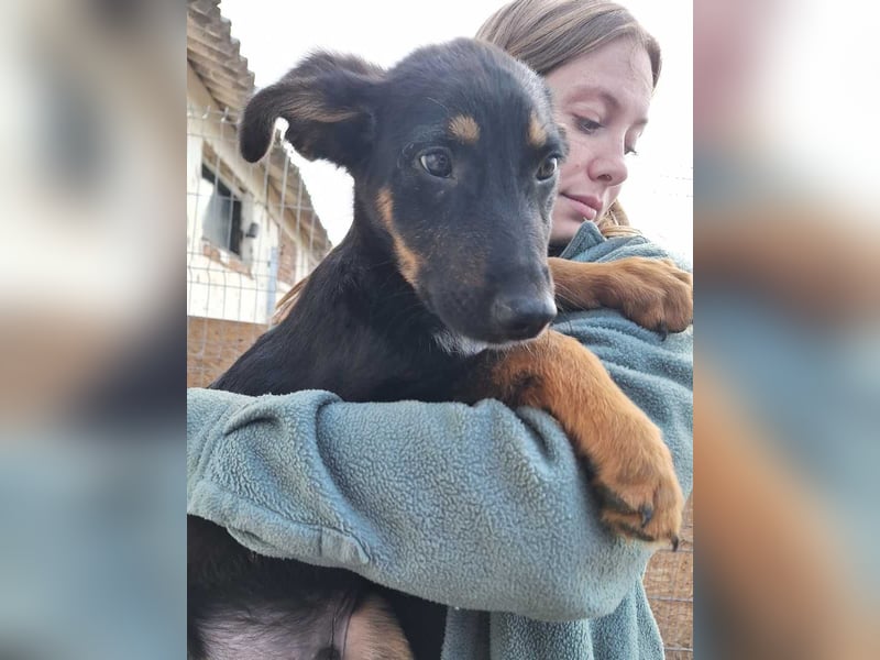 ⭐️Edo⭐️, Rüde, 4 Monate, 41 cm, Mischling, Tierschutz
