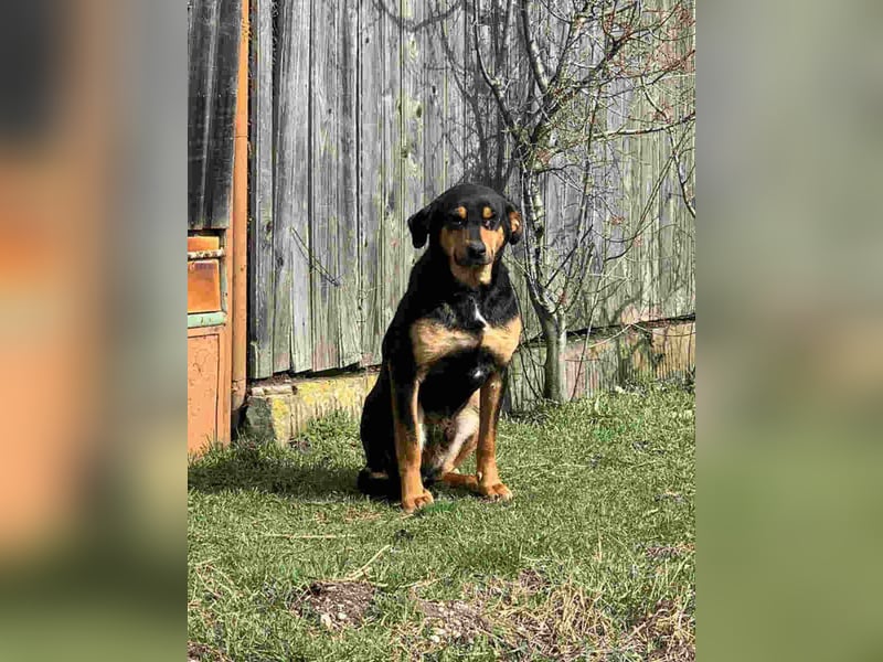 ⭐️ROCKET⭐️, Rüde, 7 Jahre, 55 cm, Mischling, Tierschutz
