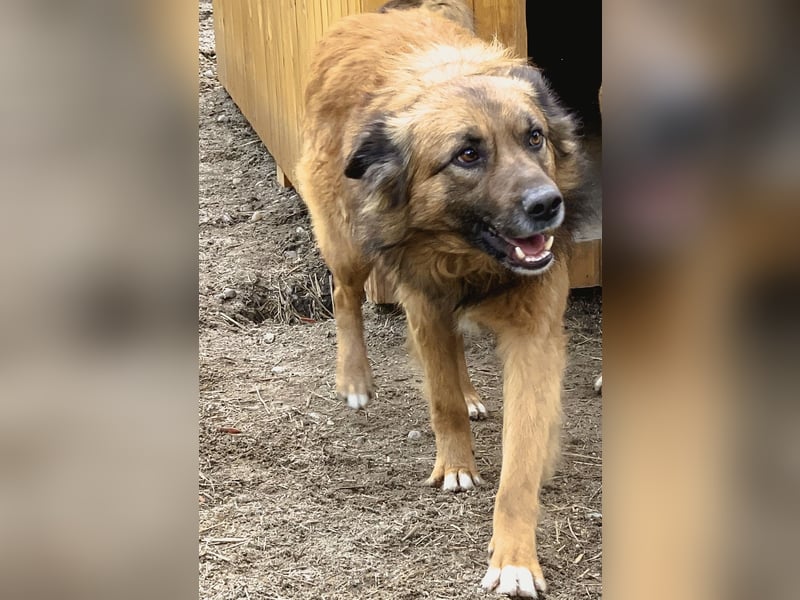 STEVE, Rüde, 9 Jahre, 53cm, Mischling, Tierschutz