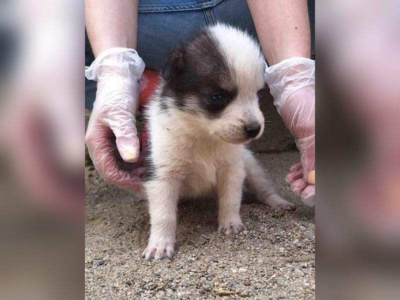 ⭐️PICCOLO⭐️, Rüde, 7 Monate, 16 cm, Mischling, Tierschutz