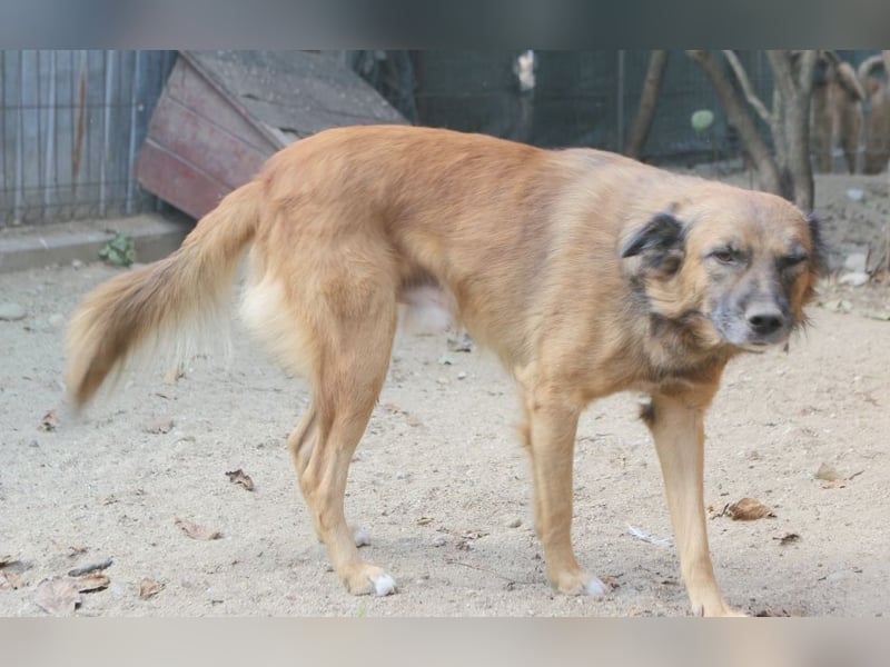 STEVE, Rüde, 9 Jahre, 53cm, Mischling, Tierschutz
