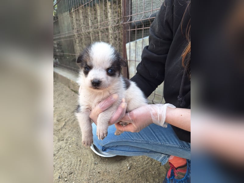 PICCOLO, Rüde, 1 Monat, aktuell 16 cm, Mischling, Tierschutz