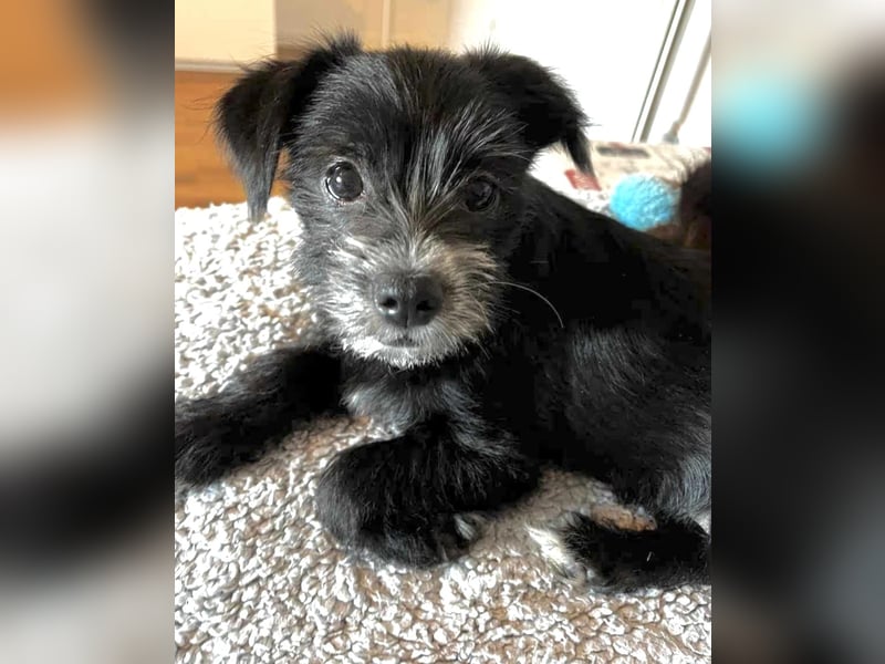BONTO, Rüde, 5 Monate, aktuell 20cm, Bichon-Mix, Tierschutz