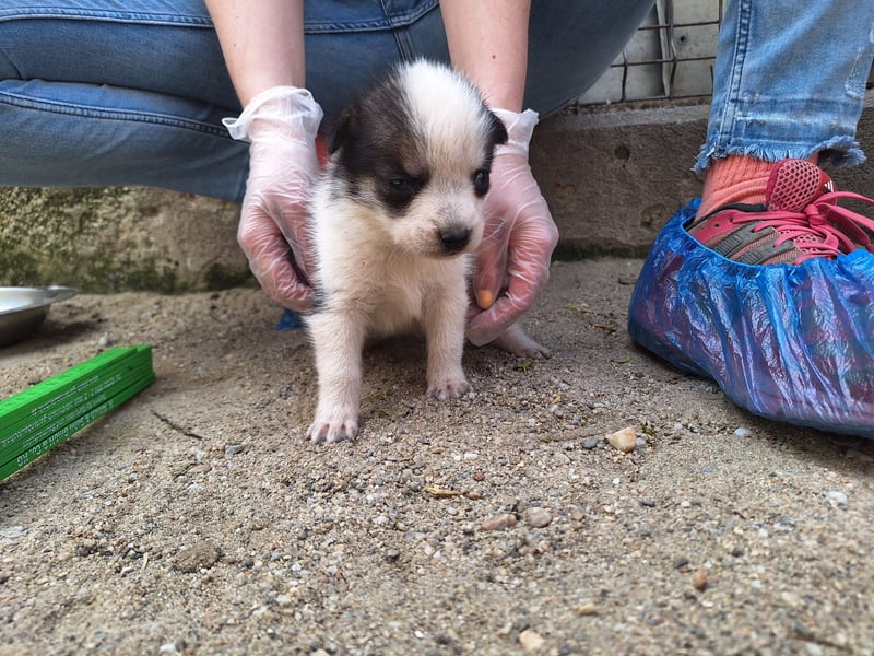 PICCOLO, Rüde, 1 Monat, aktuell 16 cm, Mischling, Tierschutz