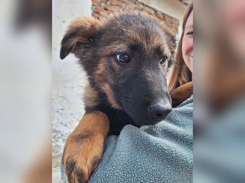 ⭐️ESPRIT⭐️, Rüde, 4 Monate, 41 cm, Mischling, Tierschutz