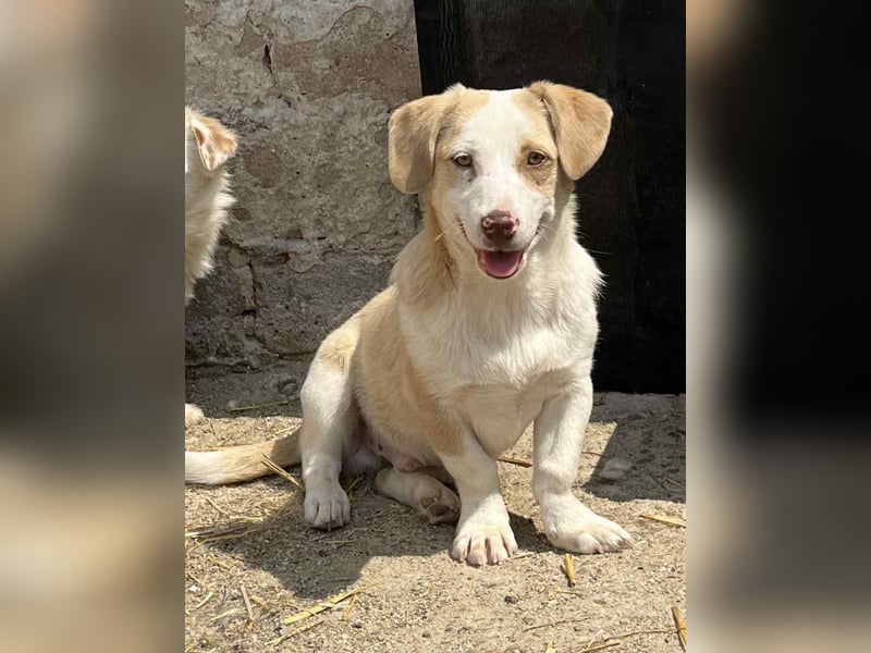 FINN, Rüde, 1 Jahr, 34cm, Mischling, Tierschutz