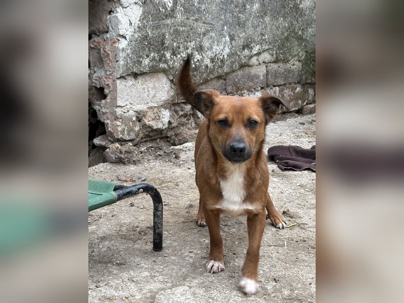 GIN, Rüde, 2 Jahre, 29 cm, Mischling, Tierschutz