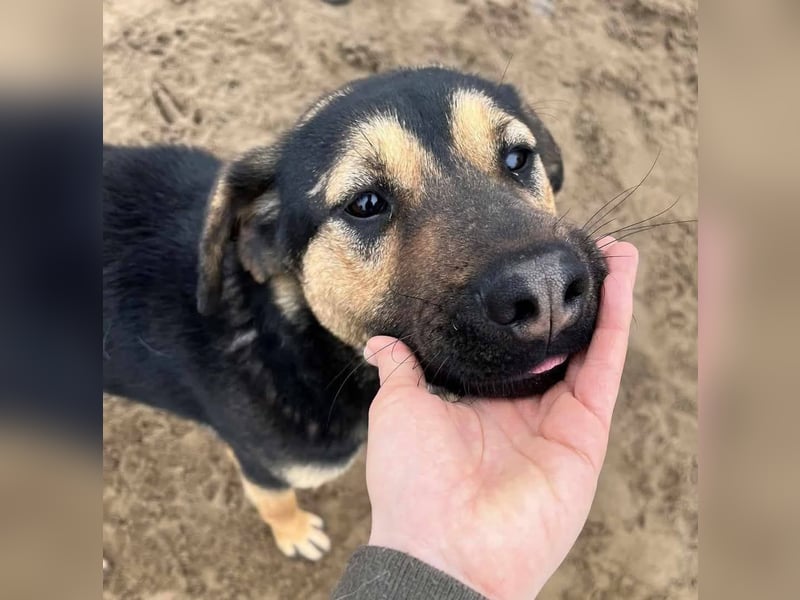 Traumhund sucht Zuhause!