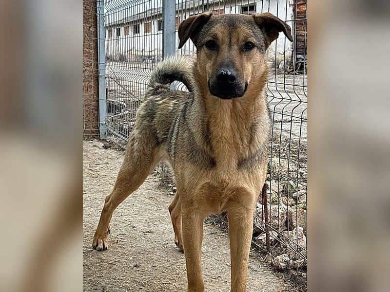 ⭐️WUTZL⭐️, Rüde, 1,5 Jahre, 54 cm, Mischling, Tierschutz