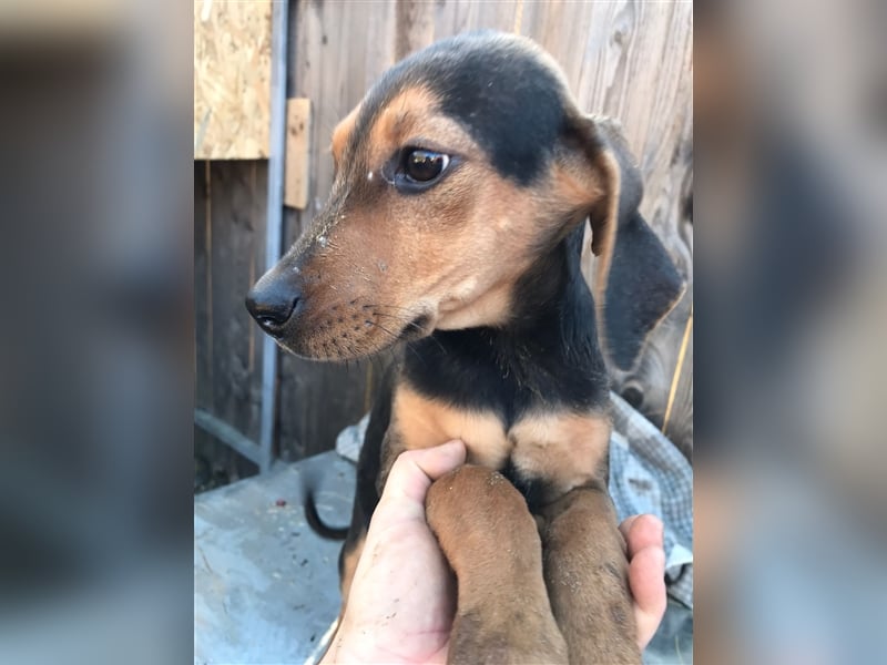 Loki  sucht sein zuhause