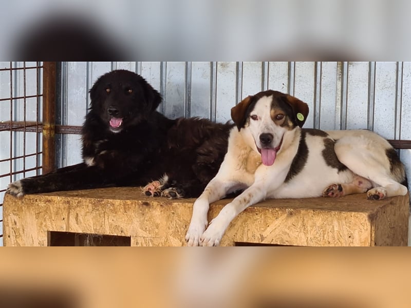 Jason, Verwandlung vom scheuen Hund zum  Traumjungen