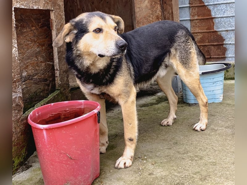 MATTES, Rüde, knapp 7 Jahre, 54cm, Mischling, Tierschutz