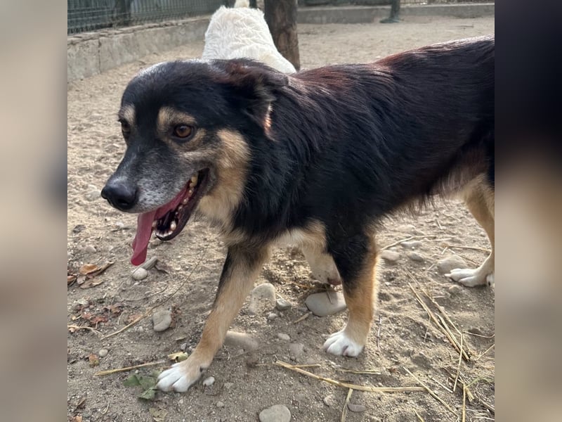 SAERO, Rüde, 4 Jahre, 46cm, Mischling, Tierschutz