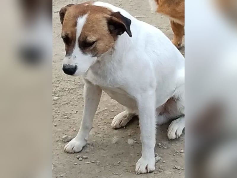 ZEBU, Rüde, fast 3 Jahre, 38cm, Mischling, Tierschutz
