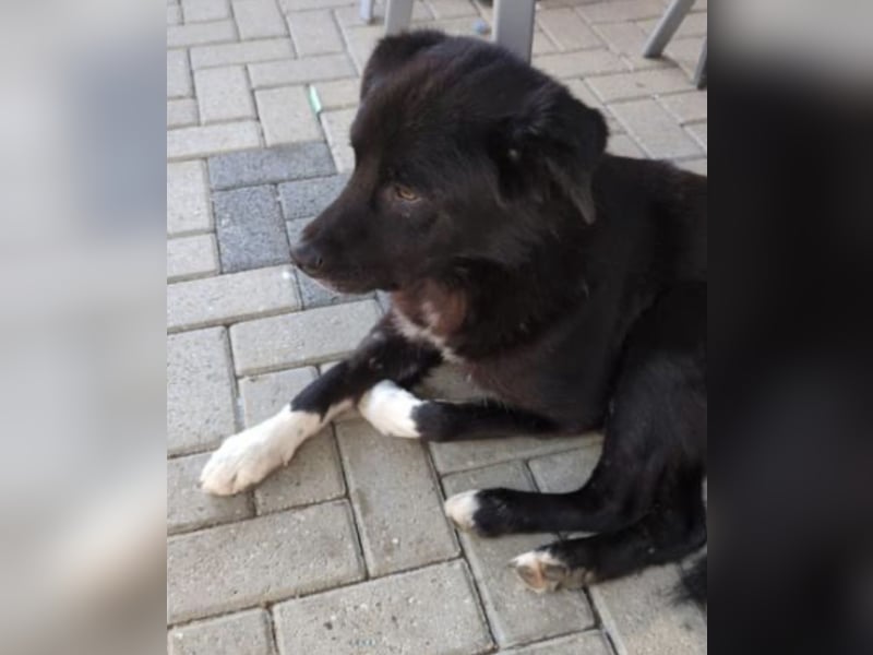 BENITO, Rüde, 3 Jahre, 57cm, Mischling, Tierschutz