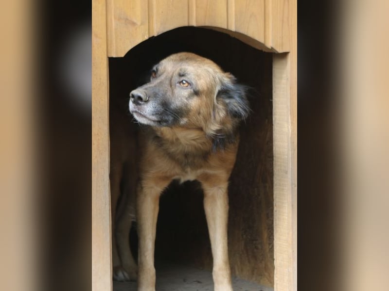 STEVE, Rüde, 9 Jahre, 53cm, Mischling, Tierschutz