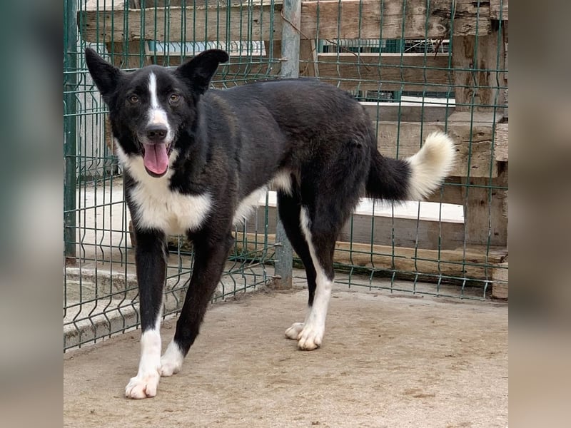 CODI, Rüde, 7 Jahre, 54cm, Mischling Tierschutz