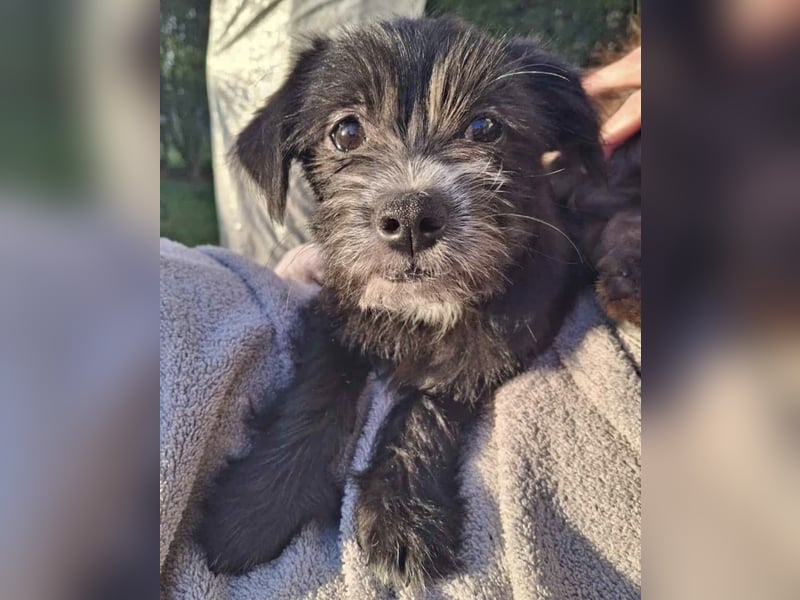 BONTO, Rüde, 5 Monate, aktuell 20cm, Bichon-Mix, Tierschutz