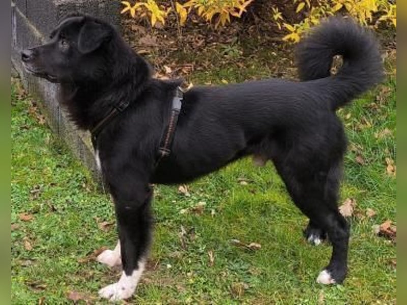 BENITO, Rüde, 3 Jahre, 57cm, Mischling, Tierschutz