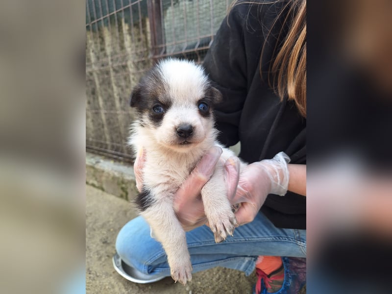 PICCOLO, Rüde, 1 Monat, aktuell 16 cm, Mischling, Tierschutz