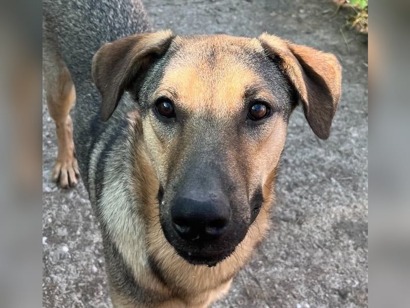 ⭐️WUTZL⭐️, Rüde, 1,5 Jahre, 54 cm, Mischling, Tierschutz