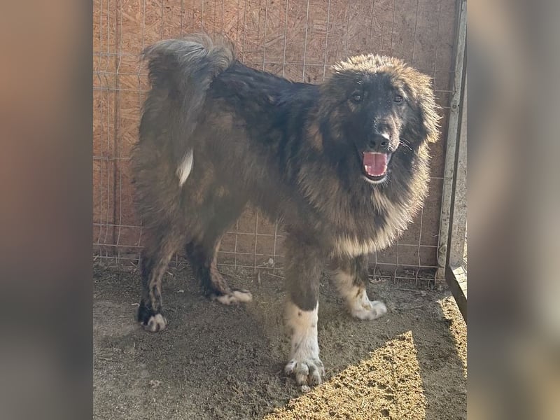 THEO, Rüde, 1,5 Jahre, 45cm, Mischling, Tierschutz