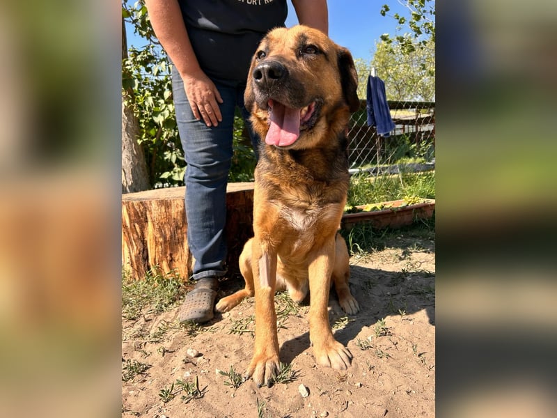 Gunvald unser Herzenshund