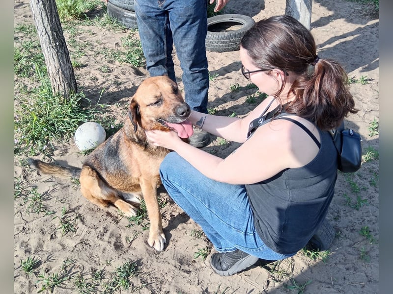 Gunvald unser Herzenshund